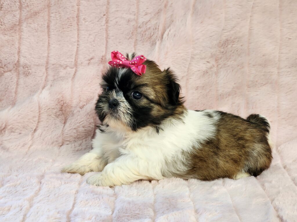 A brindle and white female Shih Tzu puppy, super sweet and affectionate, with a flowing coat and gentle gaze.