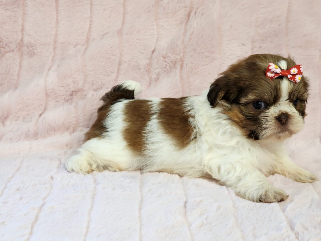 "Fluffy female Shih Tzu in liver and white, full of charm and personality"