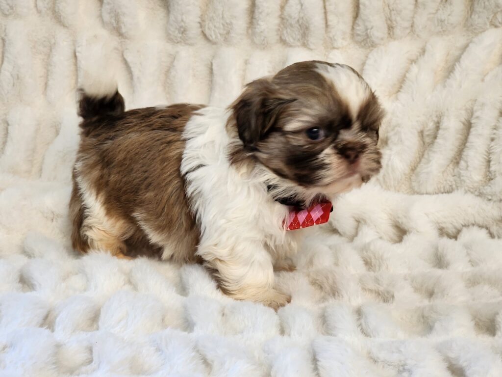 A playful brindle and white male Shih Tzu puppy, full of energy and ready to make new friends.”