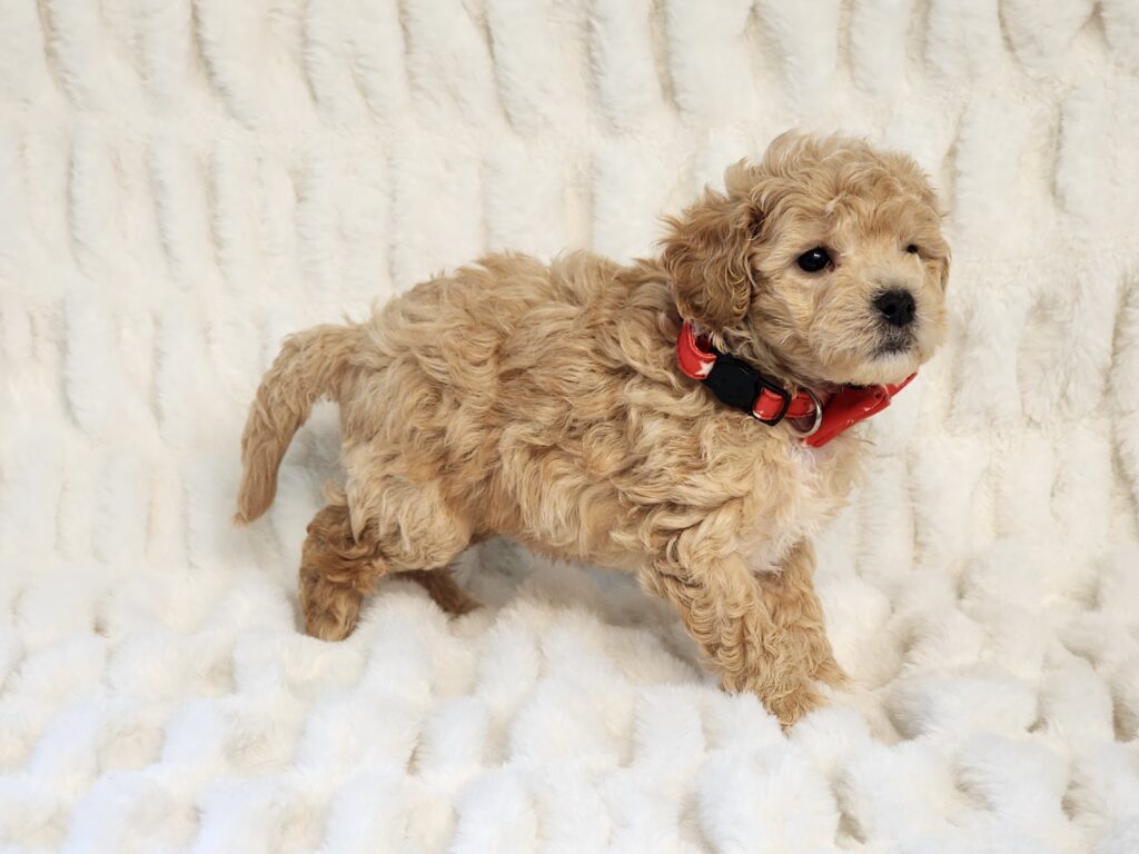 "Apricot Maltipoo puppy, a cross between Maltese and Poodle, with a soft apricot coat, gentle expression, and playful demeanor."