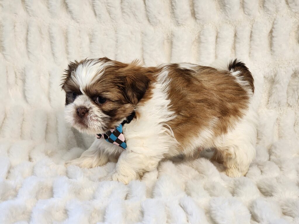 Liver & white male Shih Tzu puppy — fluffy, playful, and full of charm. This approach keeps the description ac