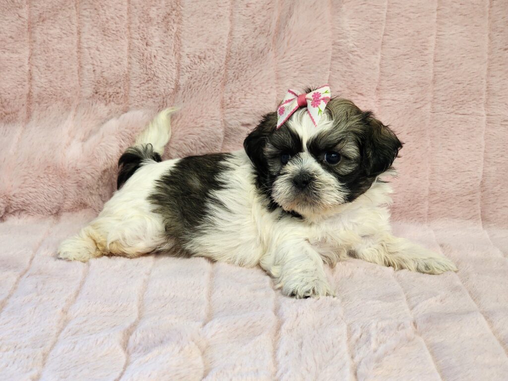 Tiny Shih Tzu sweetheart loves to snuggle. Now available.