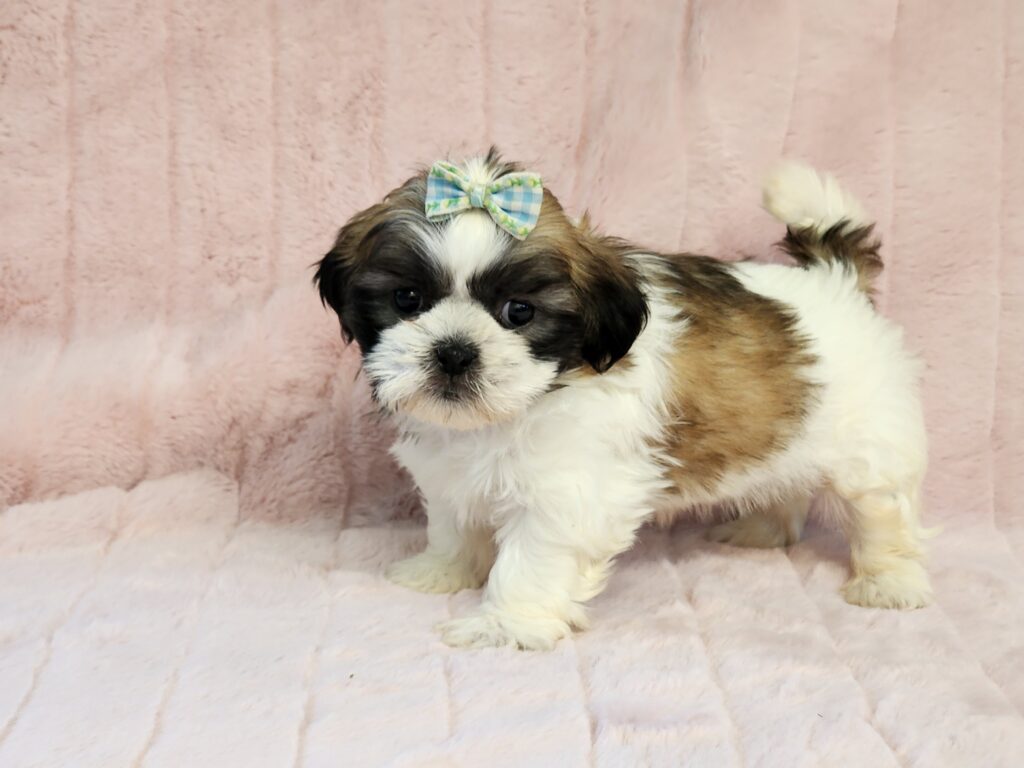 "Sweet girl with a shimmering gold and white fur.