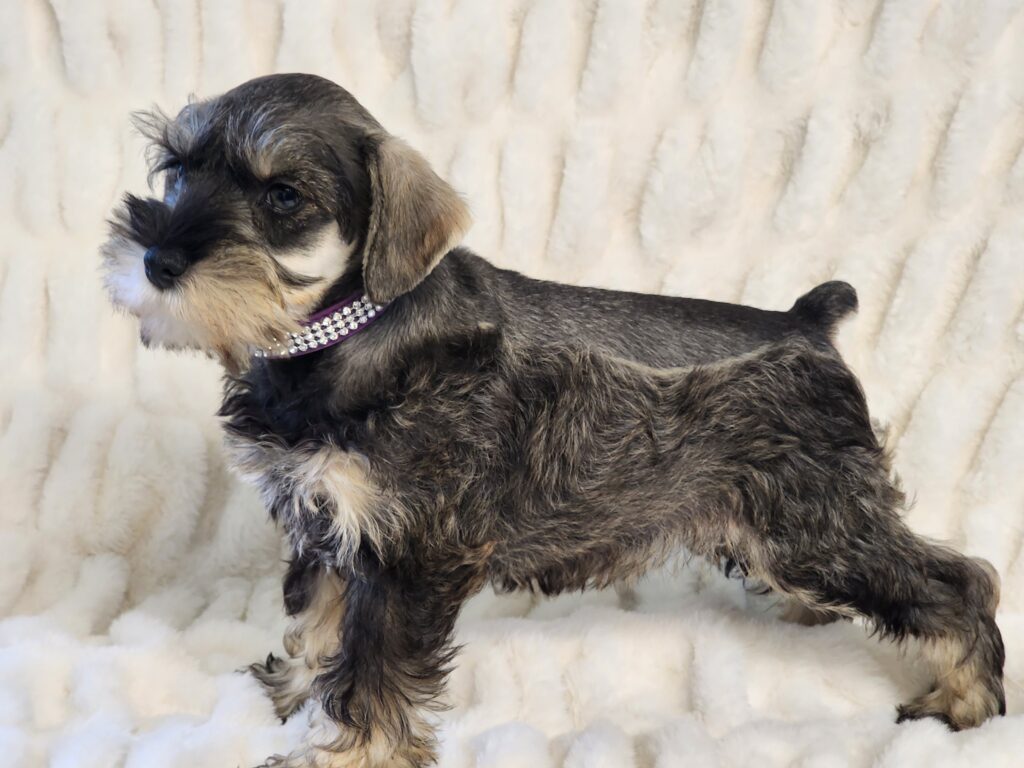 Miniature Schnauzer, salt /pepper and tan female for sale in Texas.
