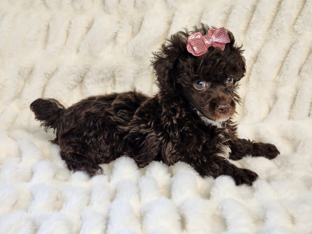 Chocolate toy poodle wearing a pink bow, posing for a photo."
