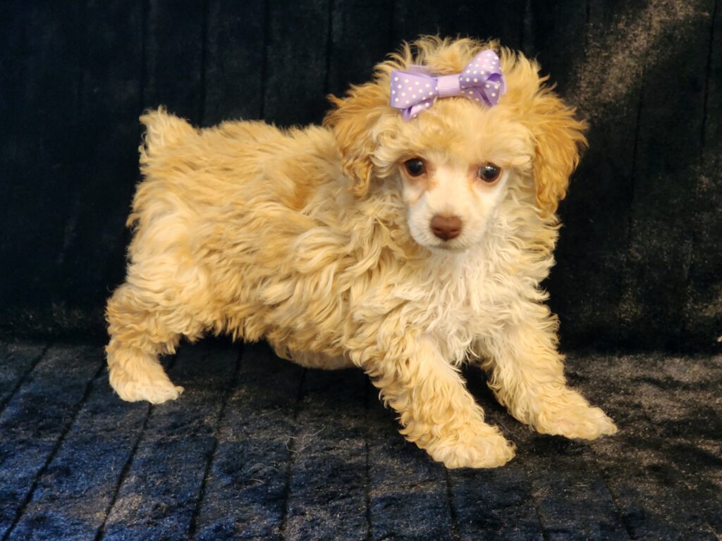 Gorgeous Apricot Toy Poodle female puppy Looking for that special someone