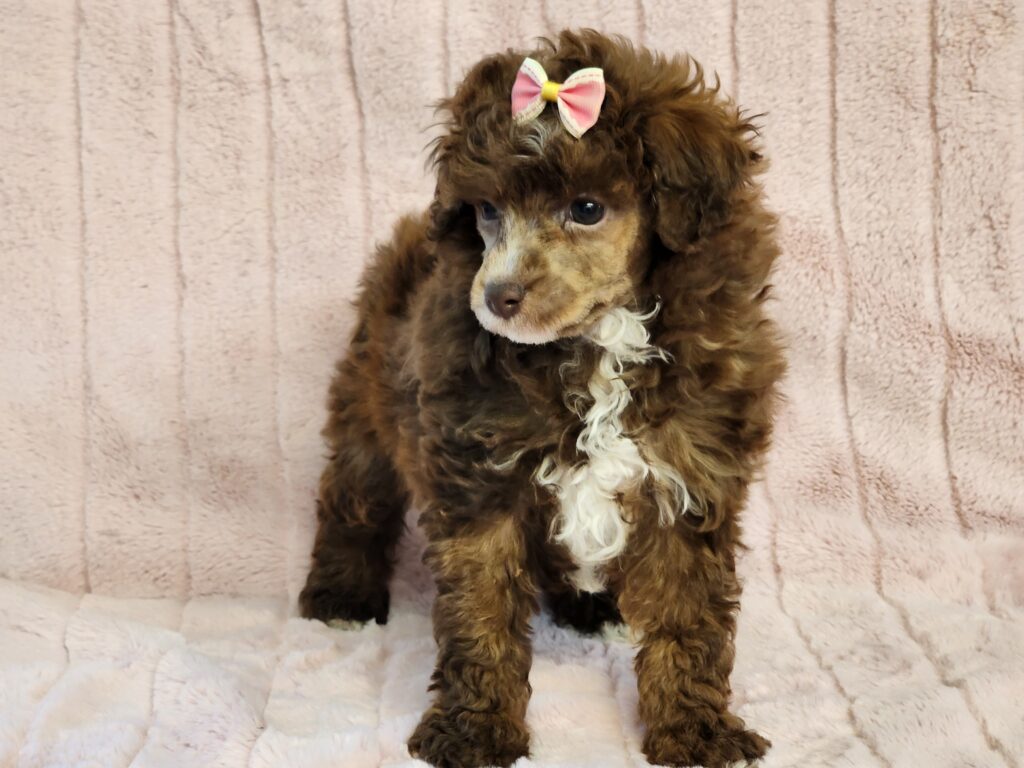 Toy chocolate and white poodle puppy with curly fur, rocking her pink bow"