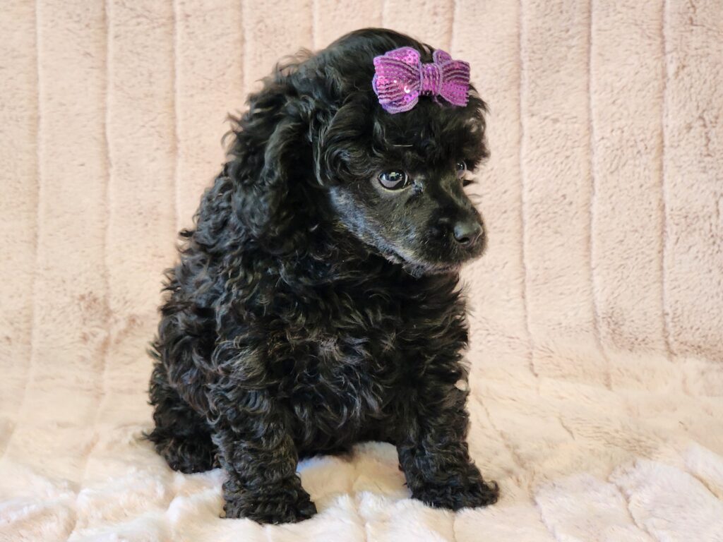 Black toy poodle female. Small curly-coated dog, 8–10 inches tall, weighing approximately 8 pounds, with a curly, hypoallergenic coat and a friendly, expression.