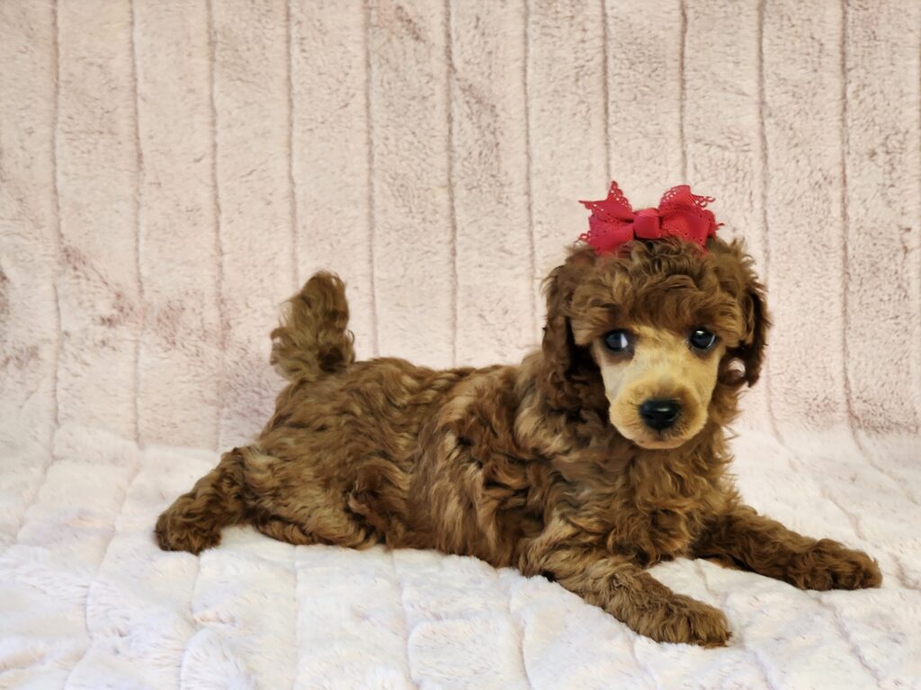 "A, elegant female toy poodle with a rich, fiery red coat, her fur like polished copper in the light.