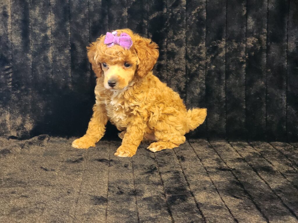 A graceful female toy poodle with a lustrous red coat, her fur soft to the touch and her eyes bright with charm."