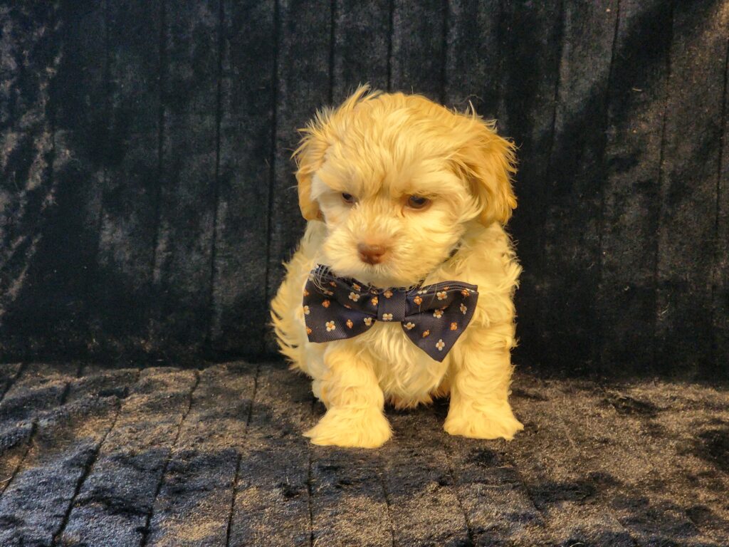“Cream Shih-Poo male puppy, small designer dog, affectionate lapdog, wavy coat.”