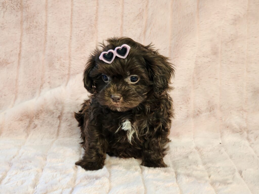 “Cuddly chocolate Shih-Poo girl puppy, soft fur and big puppy eyes”