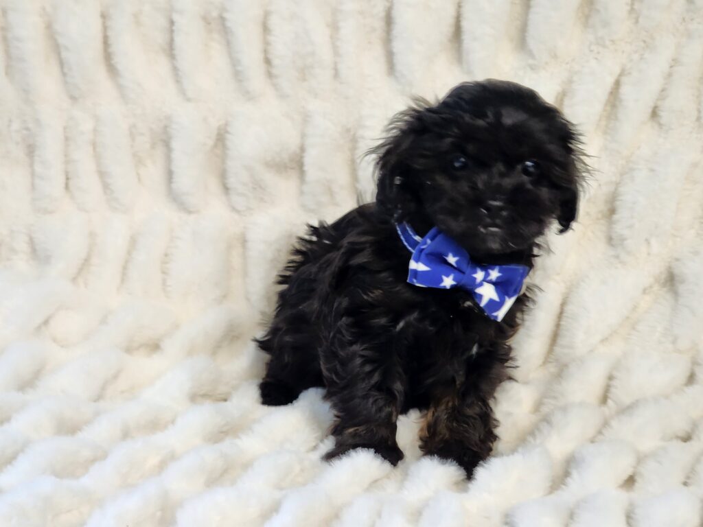 "Black Shih-Poo male puppy, affectionate and playful, with soft wavy coat and dark eyes.
