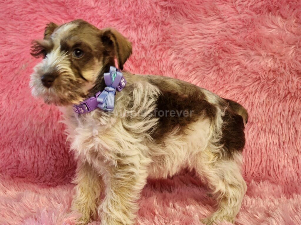 Liver and white parti Miniature Schnauzer female standing for photo.