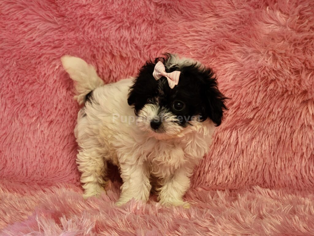 Lily “Adorable white and black Malti-Poo puppy, playful and affectionate”