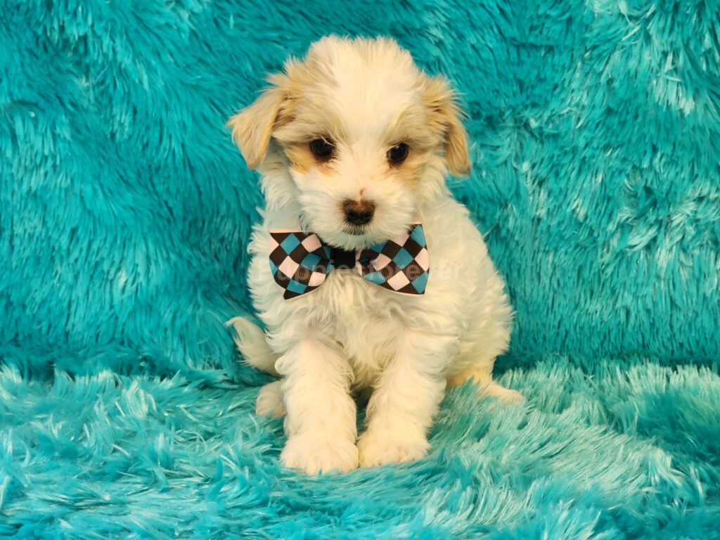Adorable male Popcorn a handsome Malti-Poo puppy, white and apricot fur, curious eyes, fluffy Poodle-Maltese mix look.