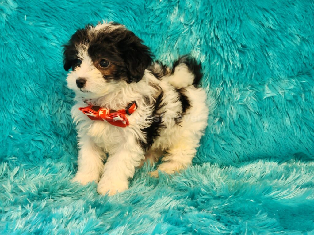 Mickey Black, white, and tan male Malti-Poo puppy with curly coat and playful expression"
