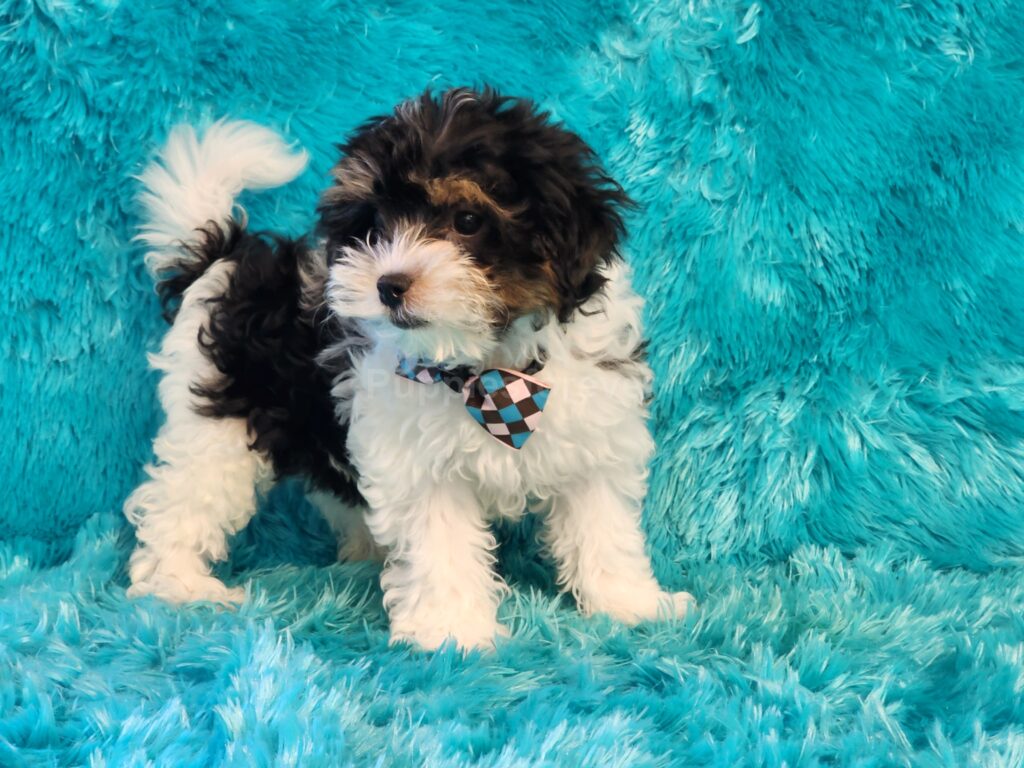 Mickey Black, white, and tan male Malti-Poo puppy with curly coat and playful expression"