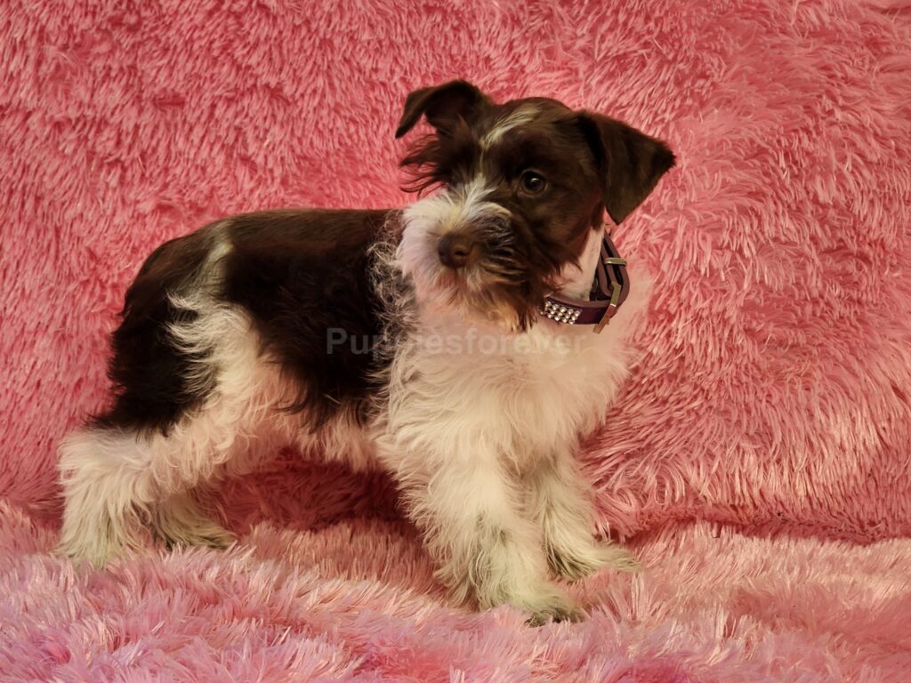 Female miniature schnauzer puppy, Chocolate and white markings, intelligent eyes, cute puppy face.