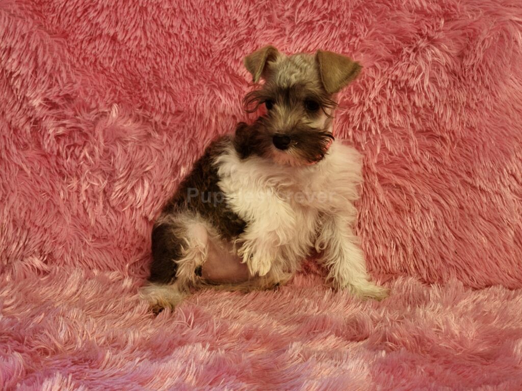 "Meet Gretchen a liver-and-white Miniature Schnauzer female puppy, small size, bearded muzzle, and alert eyes — a cute, intelligent breed with a distinctive facial marking.”