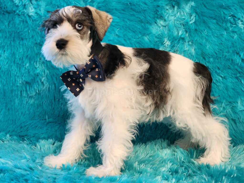 Handsome super coated silver and white miniature schnauzer male puppy with blue eyes, alert gaze, and signature beard and eyebrows. Ready now.