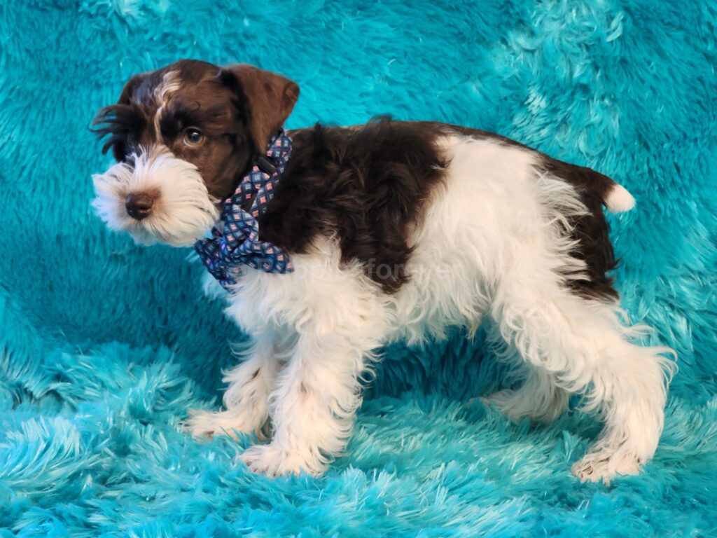 Meet Jingles, a Chocolate and white parti (spotted) miniature schnauzer male puppy. 