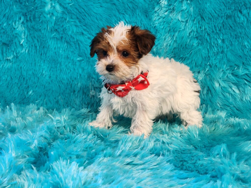 "Meet Pipsqueak a little red & White Yorkie-Poo male puppy"