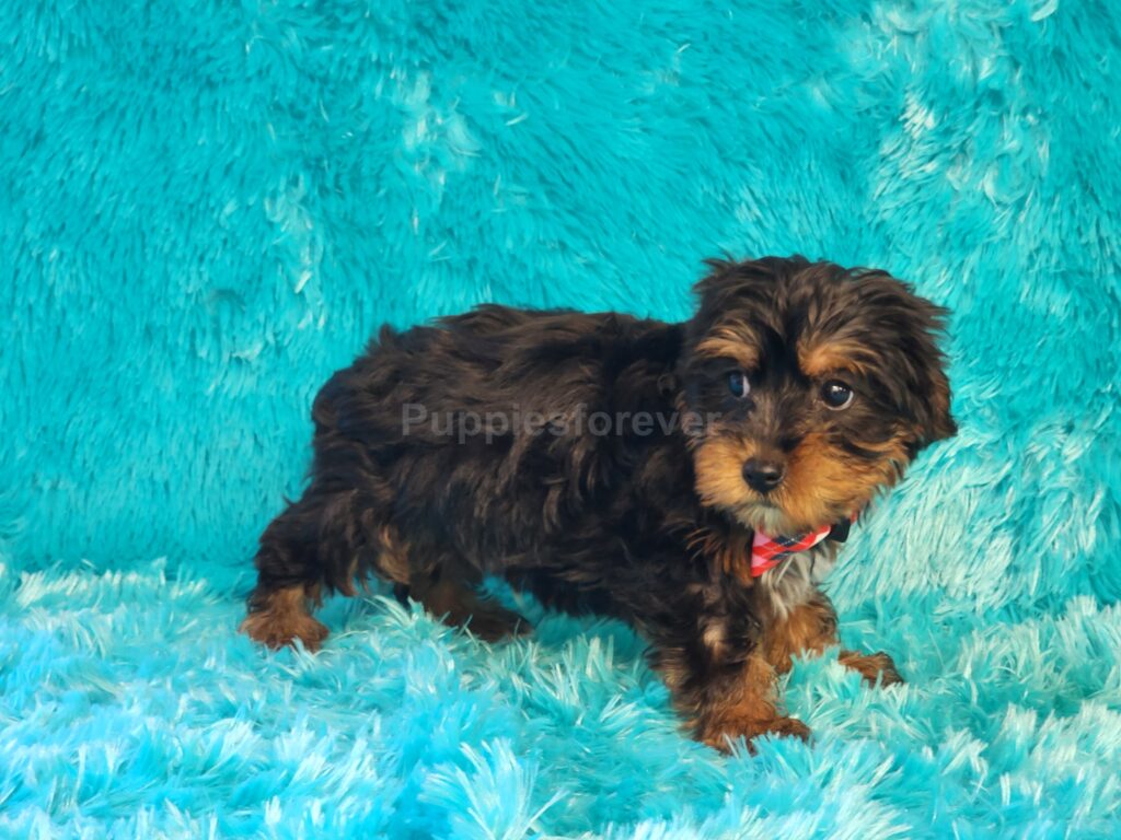 “Meet Rusty ,a beautifully marked black and tan Yorkie‑Poo boy with a soft, plush coat and a curious, confident personality. He’s well socialized and the perfect mix of playful and snuggly".