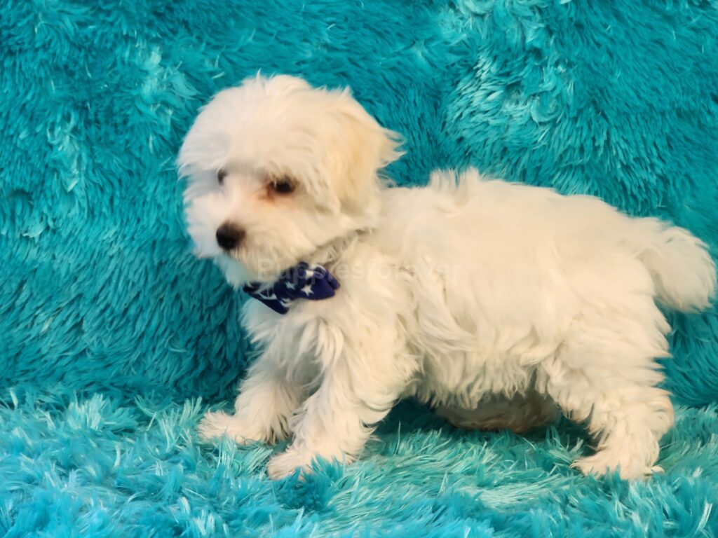 "Meet Casper, A fluffy little Morkie boy with a coat of soft vanilla and honey tones.