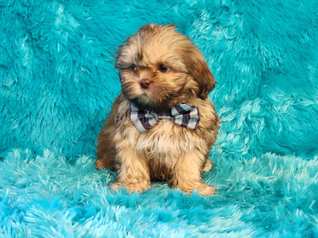 Meet Teddy a “Gold Shih Tzu puppy with big, round eyes and a sweet baby face.”