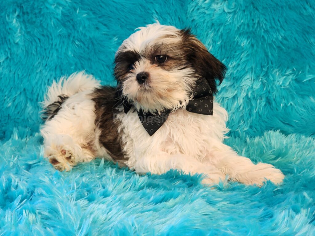 Meet Mochi a “brindle & white Shih Tzu male — playful pup”