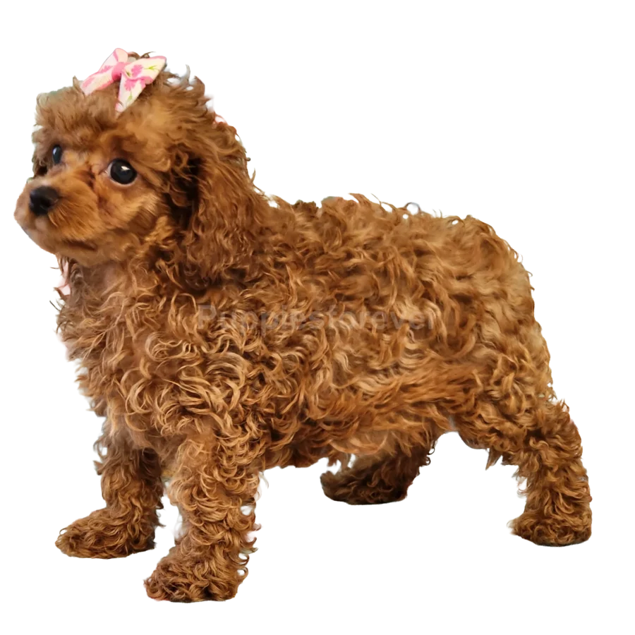 Toy Poodle