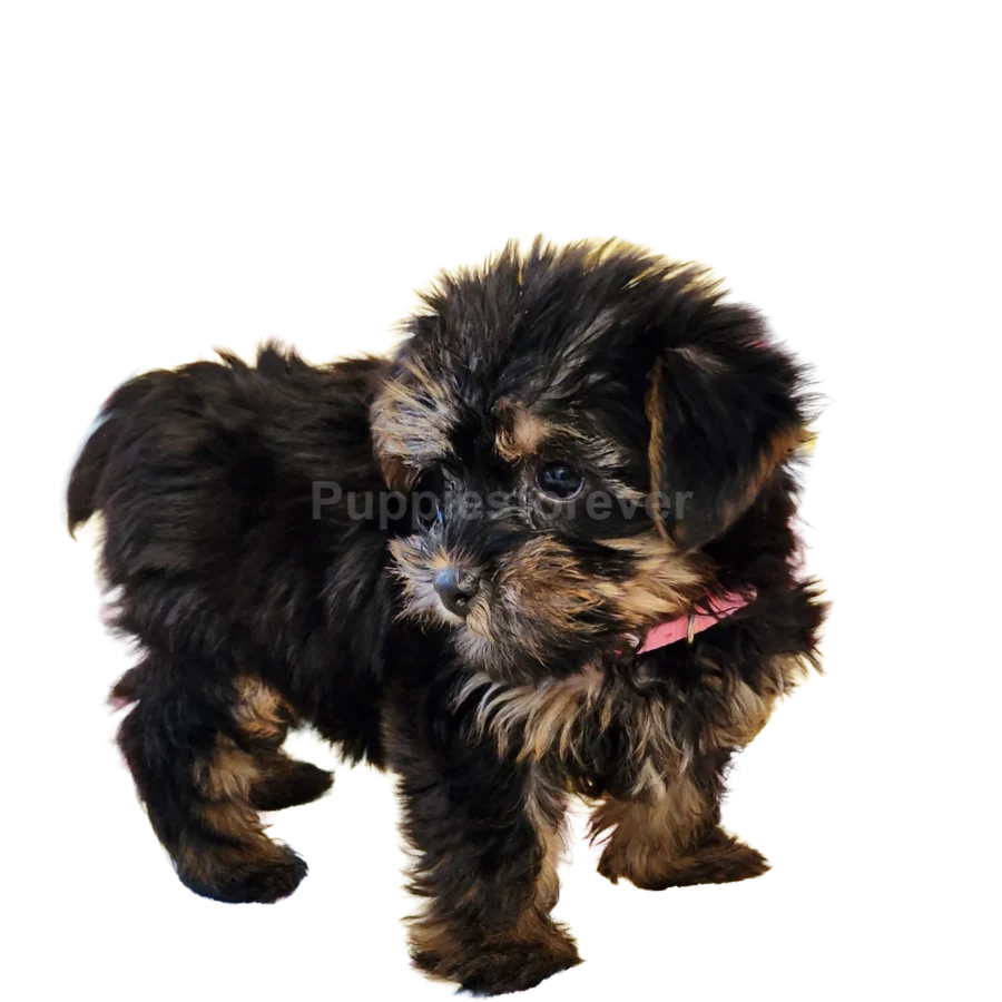 shorkie copy